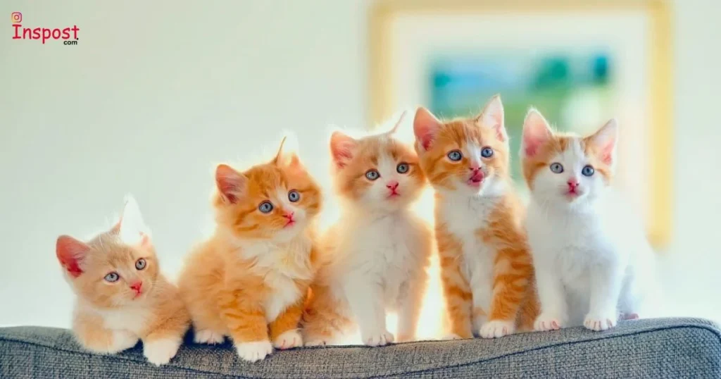 Cat Captions For Instagram