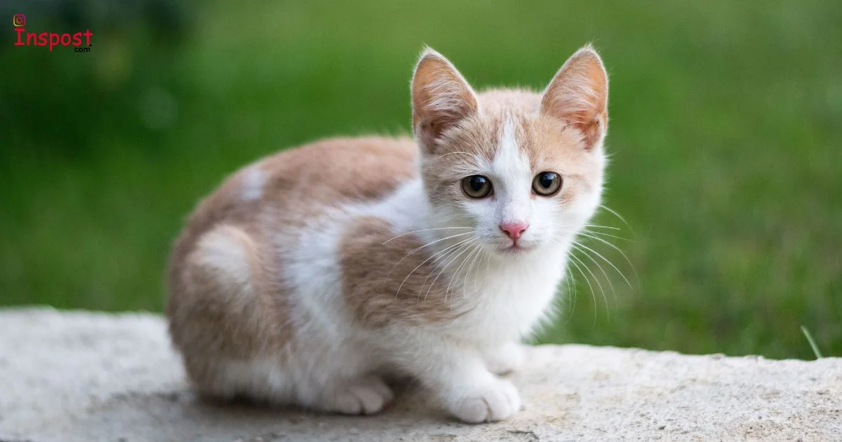 Cat Captions