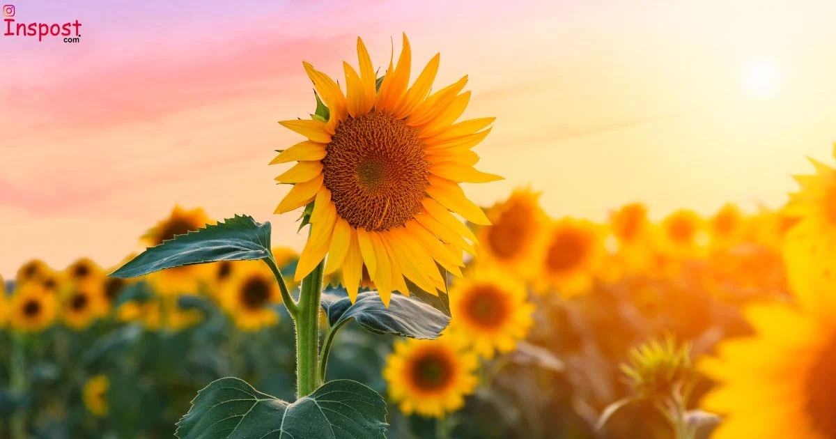 Sunflower Captions
